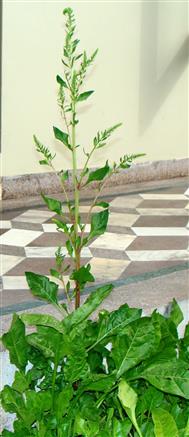 Beta vulgaris subsp